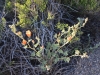 Skull Rock Loop 029