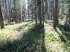 Tuolumne Meadows to Glen Aulin 065