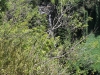 waimoku-falls-007