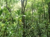 waimoku-falls-059
