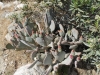Whitewater Preserve 027.JPG