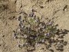 Whitewater Preserve 029.JPG