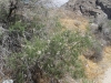 Whitewater Preserve 086.JPG
