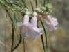 Whitewater Preserve 087.JPG