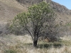 Wind Wolves Preserve IV 041