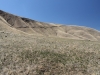 Wind Wolves Preserve IV 053