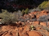 Zion-NP-0012
