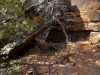 Zion-NP-0013