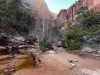 Zion-NP-0017